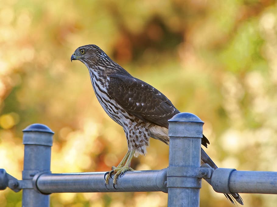 Cooper'S Hawk, Bird, Predator, perched, wildlife, hunter, carnivore HD wallpaper
