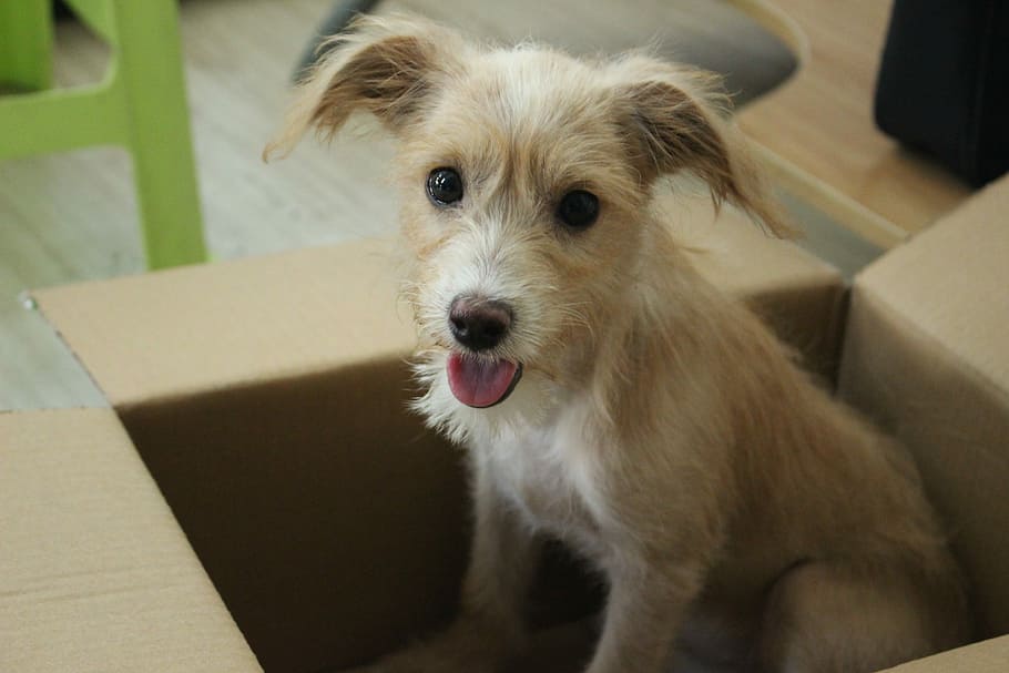 Dog, Cute, one animal, pets, animal themes, domestic animals HD wallpaper