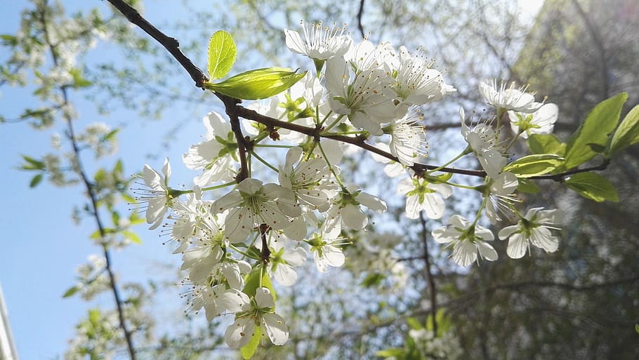 spring, pear, open, plant, flowering plant, beauty in nature HD wallpaper