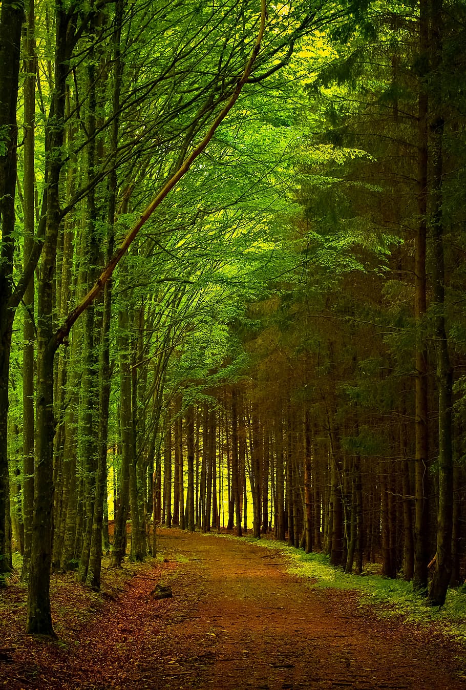 brown pathway between green leafed trees, forest, road, nature HD wallpaper