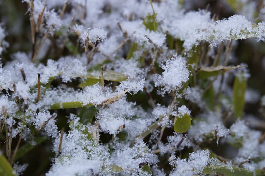 snowy, fine, flake, snowflakes, artificial snow, winter, branches HD wallpaper