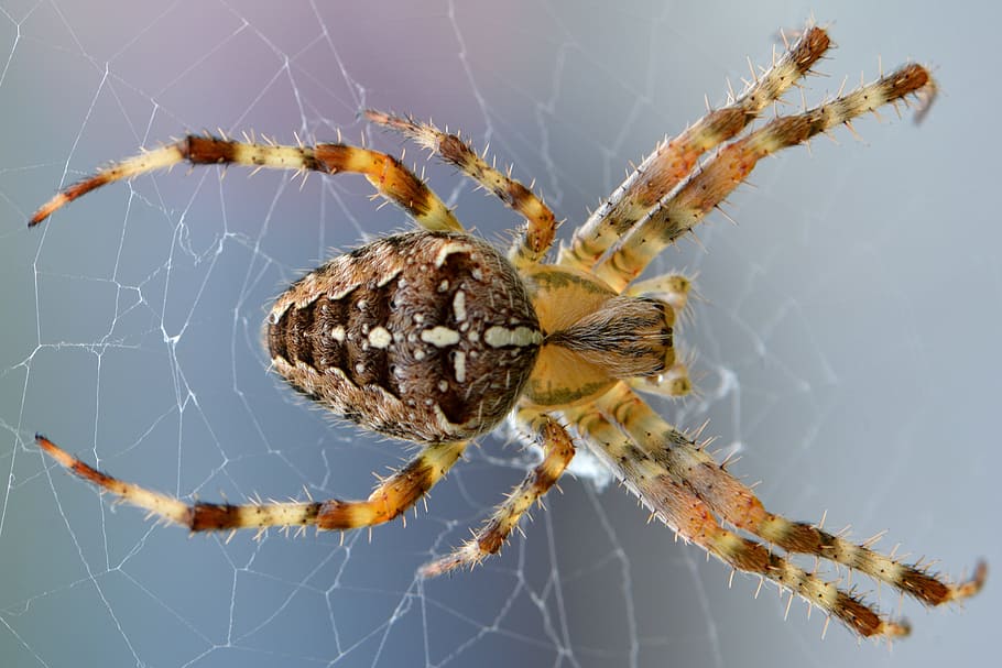 macro shot of brown spider, spin, web, nature, bug, animal HD wallpaper