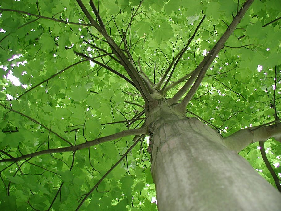 maple, tribe, tree, green leaves, plant, growth, green color HD wallpaper