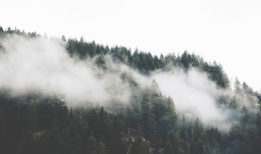 green pine trees with clouds at daytime, forest cover by mist HD wallpaper