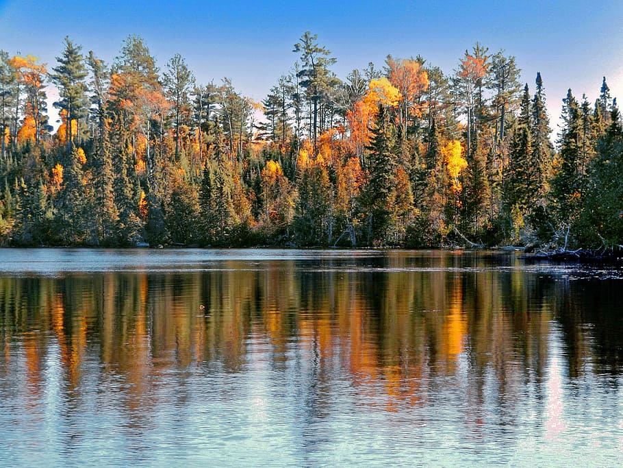 photo of trees surrounded the river, reflection, autumn, lake HD wallpaper