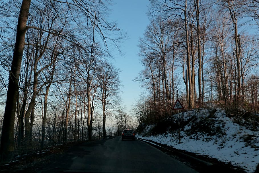 woods, trees, roads, winter, snowy, lands, grounds, wooden HD wallpaper