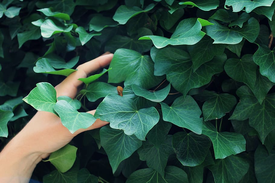 green leaf plant, ivy, hand, human, arm, fingers, nature, natural HD wallpaper