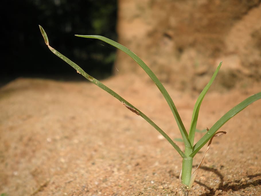 Grasses, Green, Leaves, Plants, tiny, single, one, isolated HD wallpaper