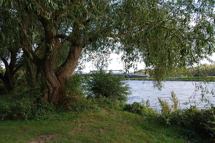 graze, trees, uferweg, river, ruhr, nature, summer, idyll, outdoors HD wallpaper