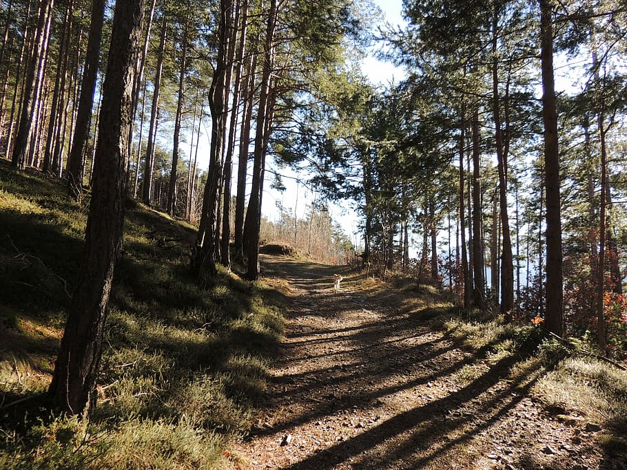 away, forest, trees, spring, walk, landscape, nature, plant HD wallpaper