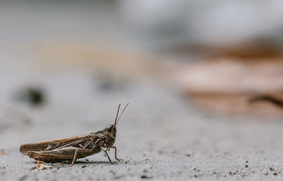 cricket, insect, grasshopper, bug, blurry background, macro HD wallpaper