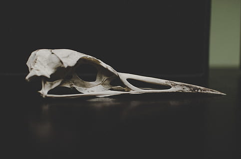 Bird Skull, white bird skull on black surface, science, human Bone HD wallpaper