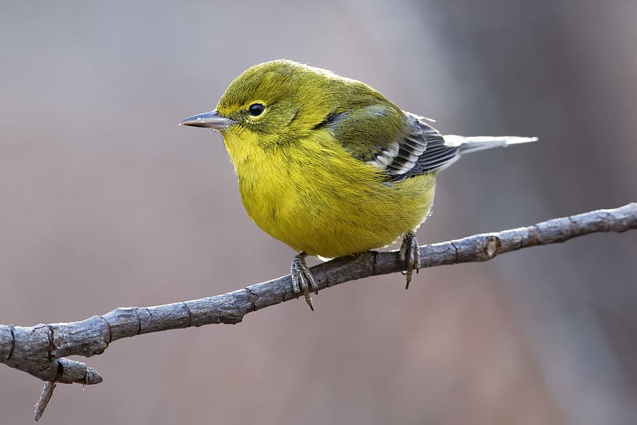 yellow bird standing on top of gray tree branch, yellow bird perched on tree HD wallpaper