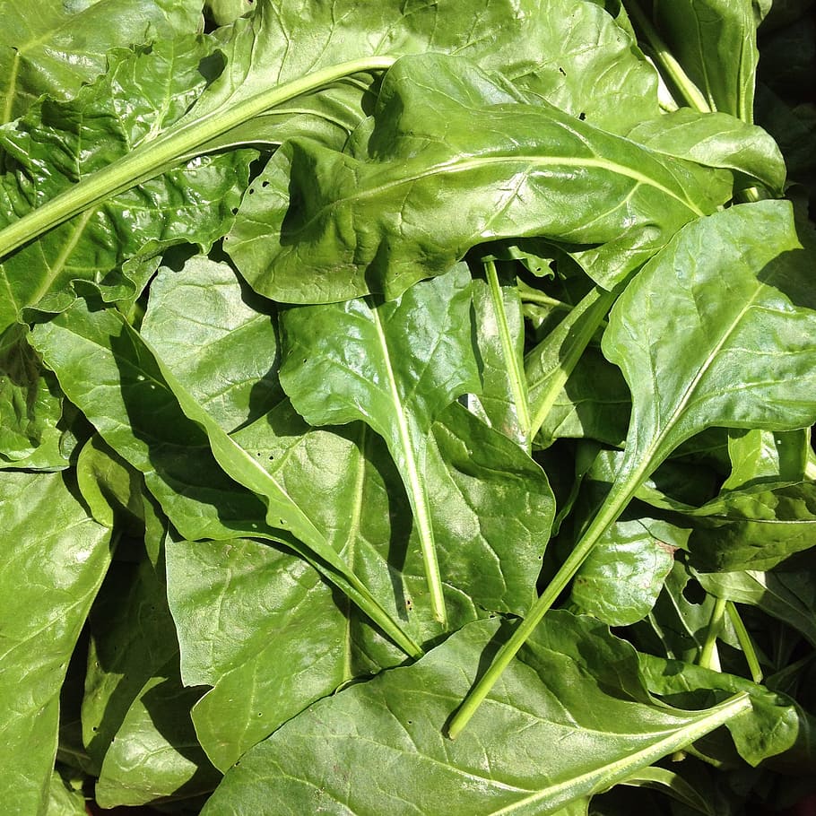 Herbs, Vegetables, Plants, Garden, Foods, food and drink, green color HD wallpaper