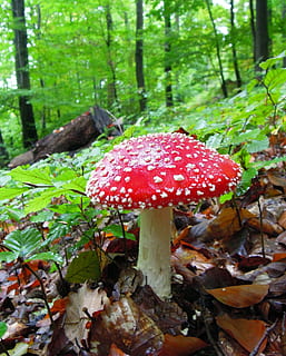 red and beige mushroom on forest, fly agaric, spotted, gift HD wallpaper