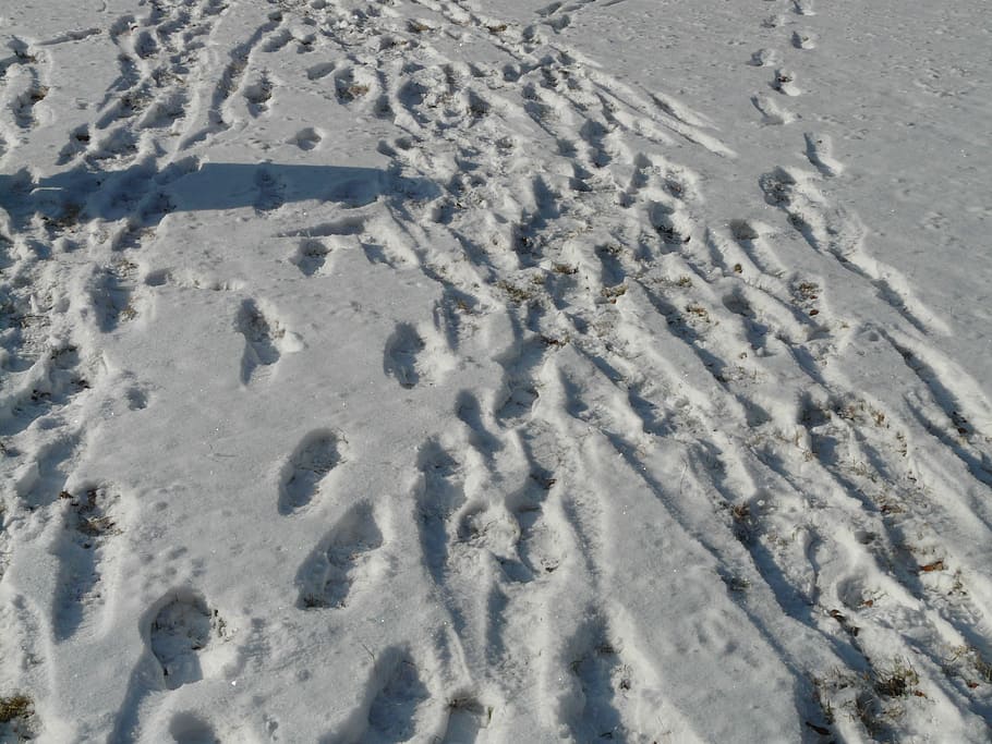 Traces, Wintry, snow, snow lane, footprints, reprint, winter, HD wallpaper