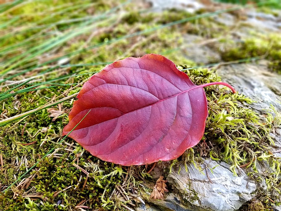 leaf, red, autumn, fall, ground, moss, greenery, close up, plant HD wallpaper