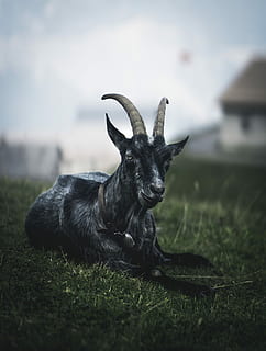selective focus photography of black goat lying on grass during daytime, goat lying on grass HD wallpaper