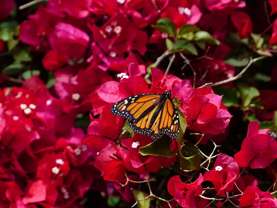 bougainvillea, colorful, butterfly, monarch butterfly, danaus plexippus, HD wallpaper