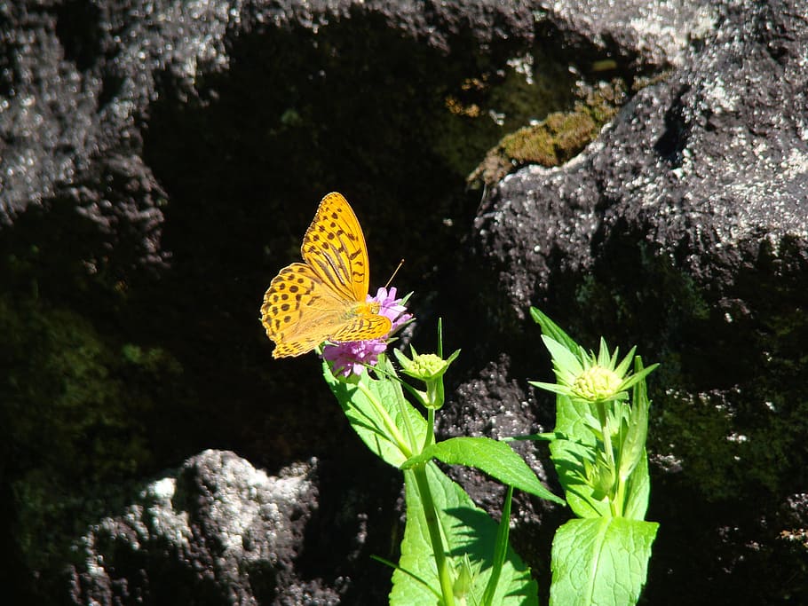 Butterfly, Macro, Insect, animals in the wild, plant, animal themes HD wallpaper