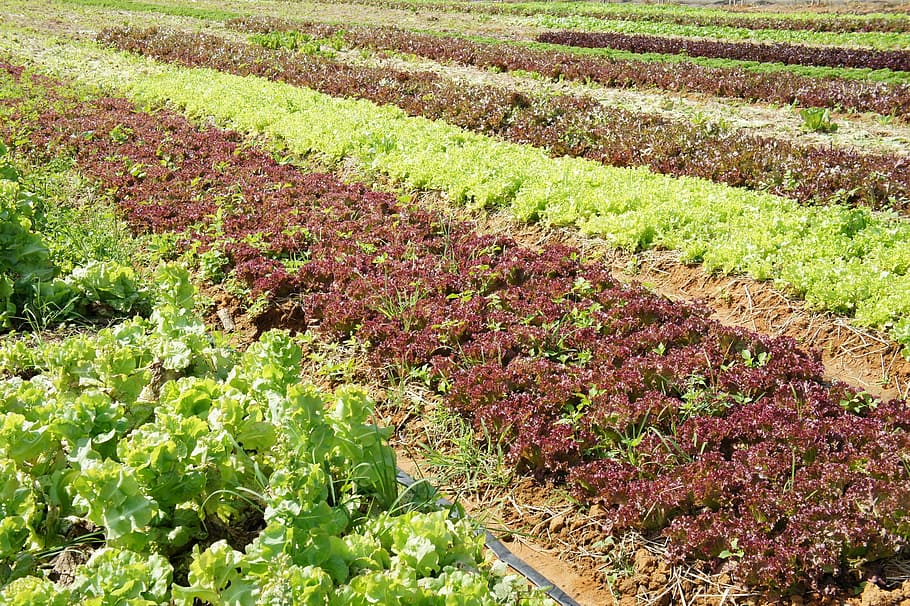 lettuce, vegetable, plants, field, agriculture, growth, green color HD wallpaper