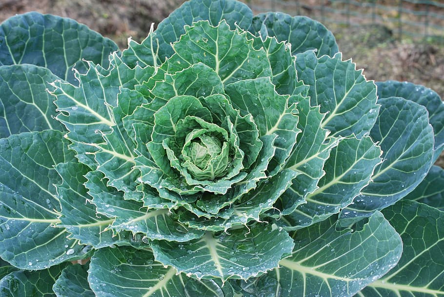 cabbage, nature, vegetable, green, brussels sprouts plant, green color HD wallpaper