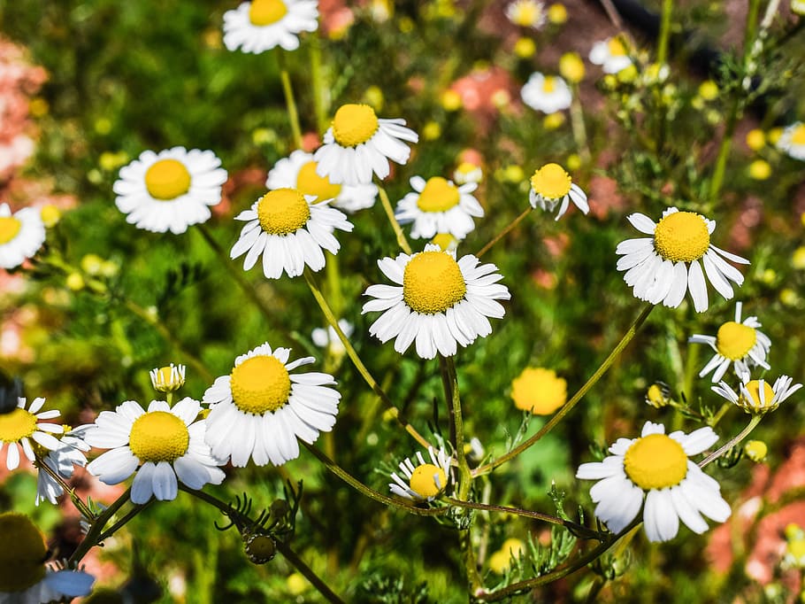 Chamomile, Herb, Flower, Organic, Herbal, botany, healing, daisy HD wallpaper