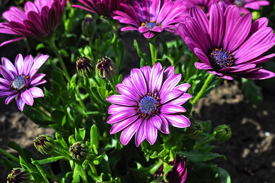 close up photo of pink daisy flowers, osteospermum, south african daisy, HD wallpaper
