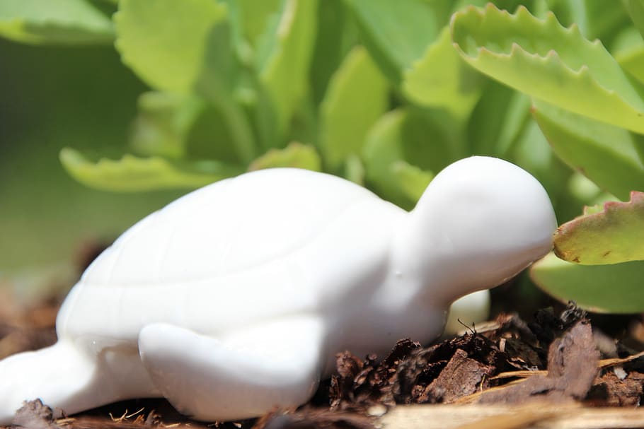 turtle, eat, leaf, close-up, white color, no people, plant HD wallpaper