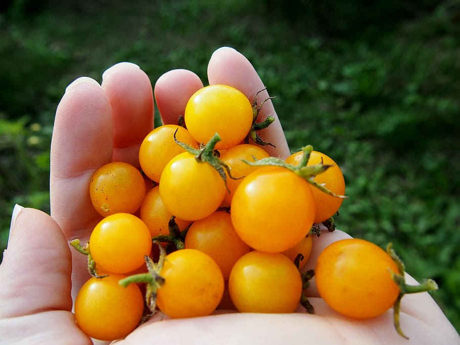 tomatoes, garden, vegetable, organic, food, farm, harvest, summer HD wallpaper