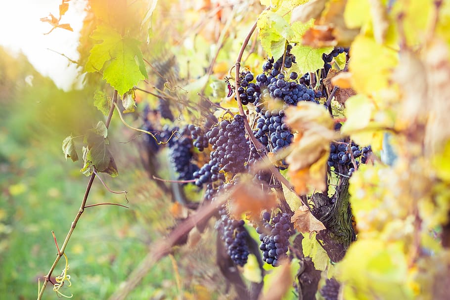 Ripe Grapes in Vineyard, autumn, fall, farming, grapevine, growing