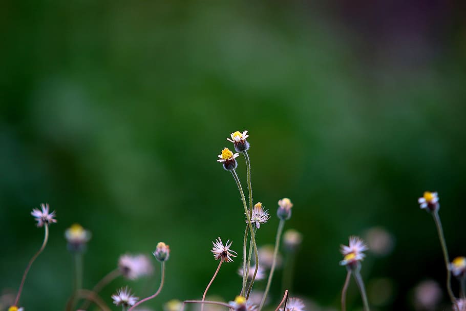 Yellow Petaled Flower Blooming during Daytime, blossom, blur HD wallpaper