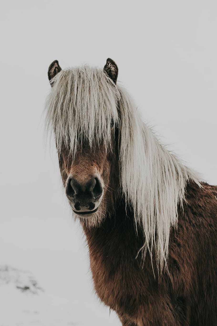 brown and white horse, animal, snow, winter, cold, weather HD wallpaper