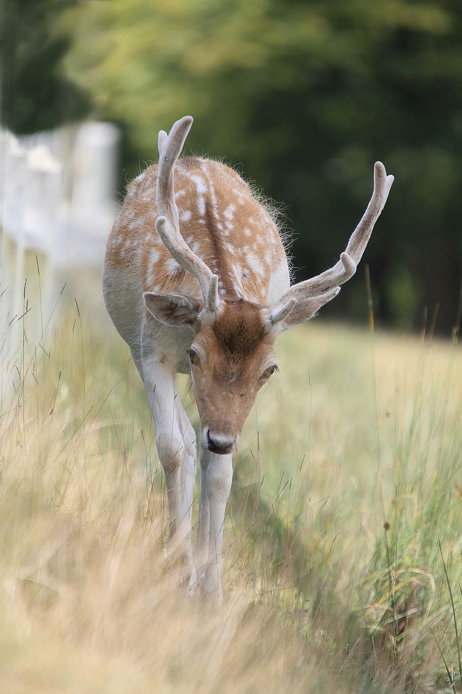 brown deer standing on green grass during daytime, wild, suede HD wallpaper