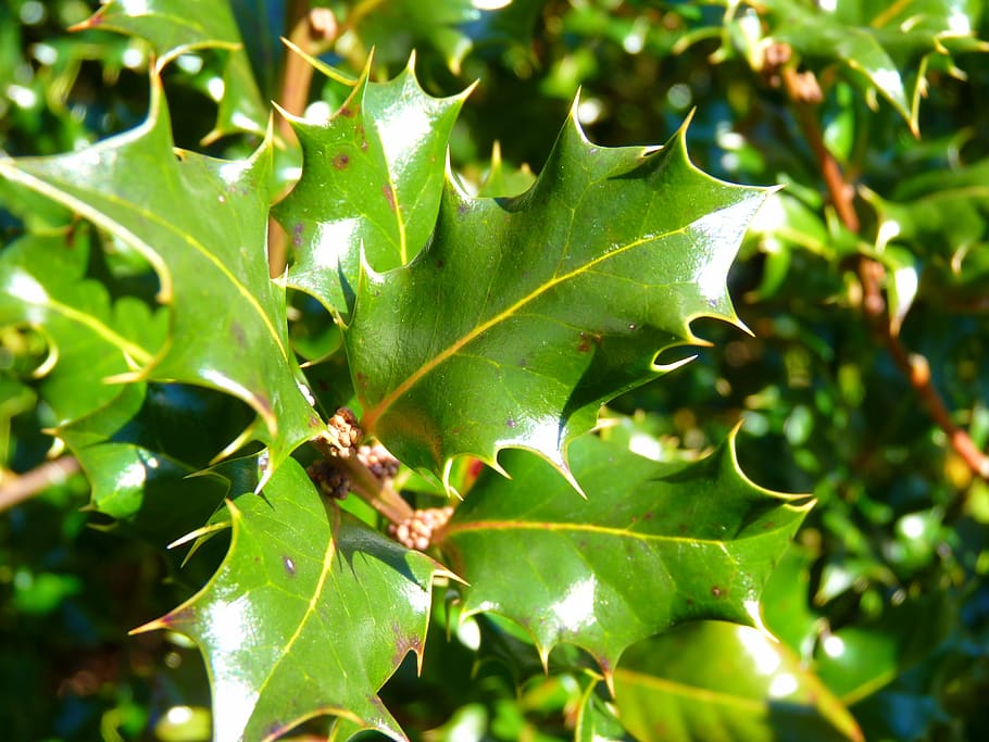 holly, ilex, leaf, green, plant part, growth, green color, no people HD wallpaper