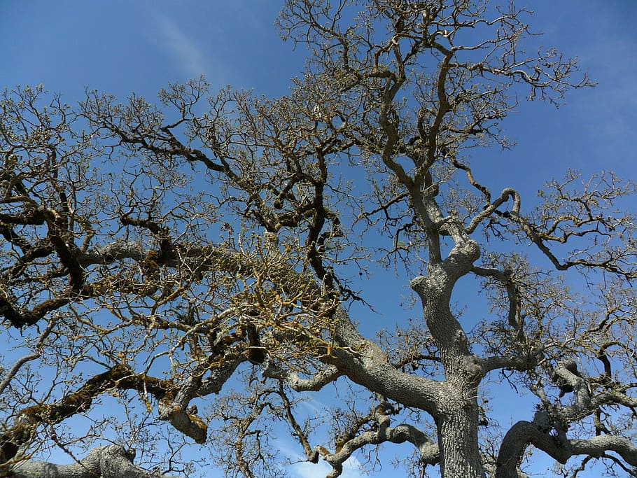 tree, gnarled, branches, sky, nature, spring, plant, low angle view HD wallpaper