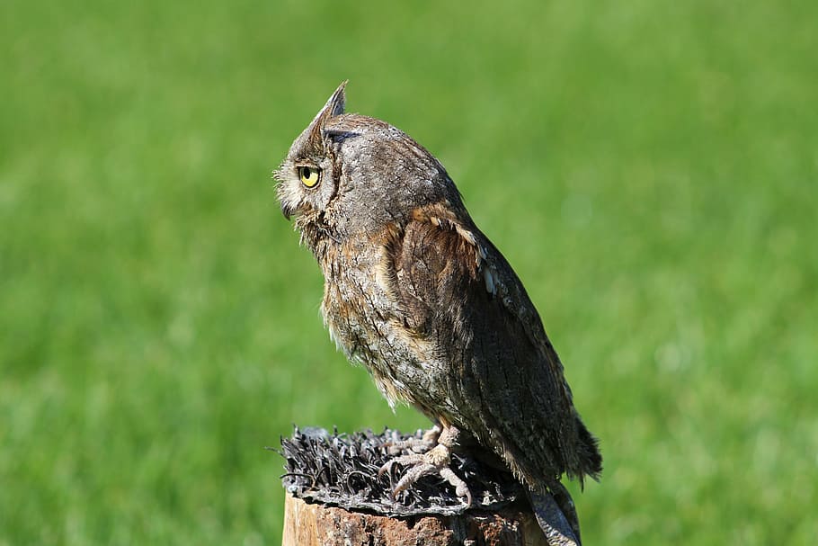 owl, animal, priroda, animal themes, animal wildlife, one animal HD wallpaper