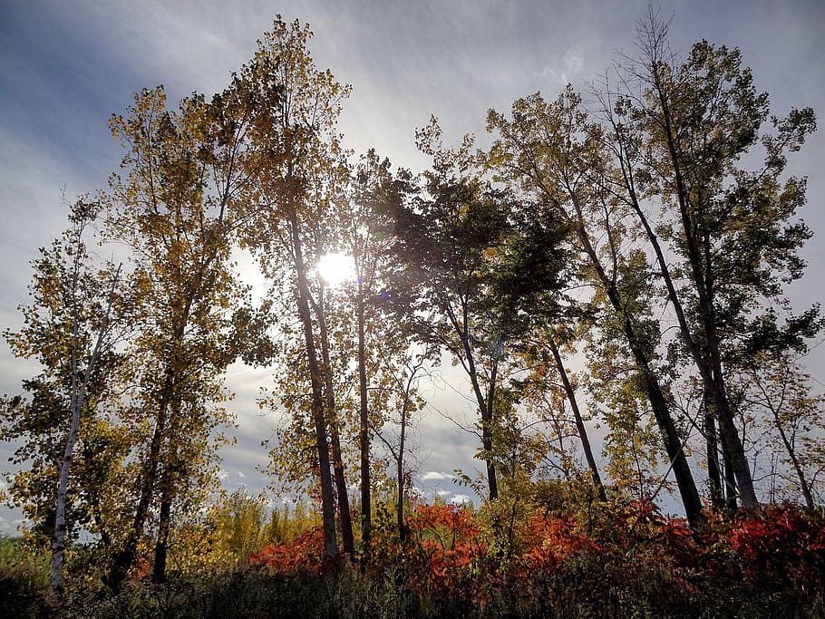 sunrays, color, light, outdoor, fall, tree, plant, sky, tranquility HD wallpaper