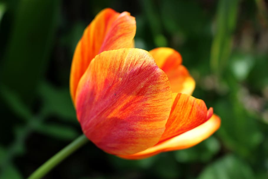 tulip, flower, spring, yellow, petal, flowering plant, freshness HD wallpaper