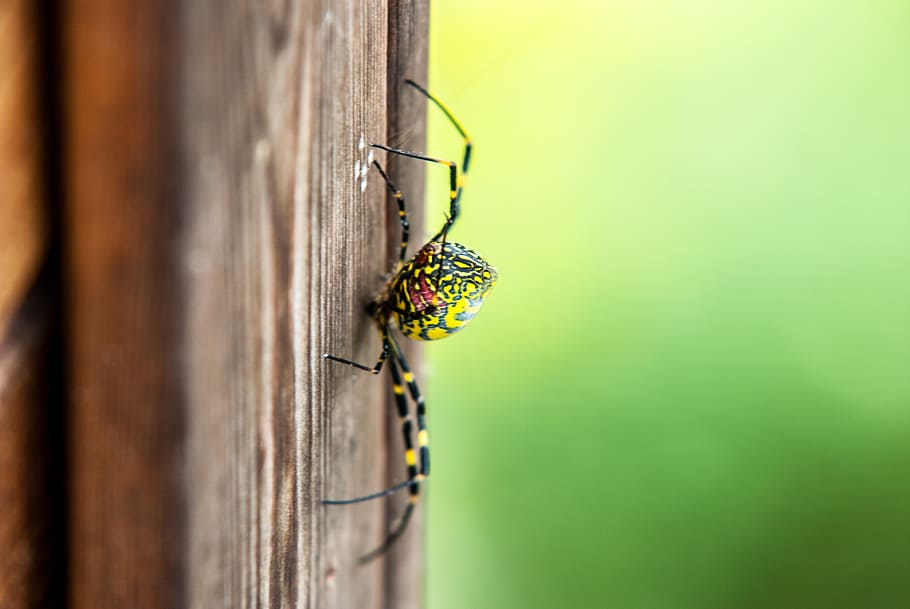 spider, affix, green, insects, animal wildlife, animals in the wild HD wallpaper