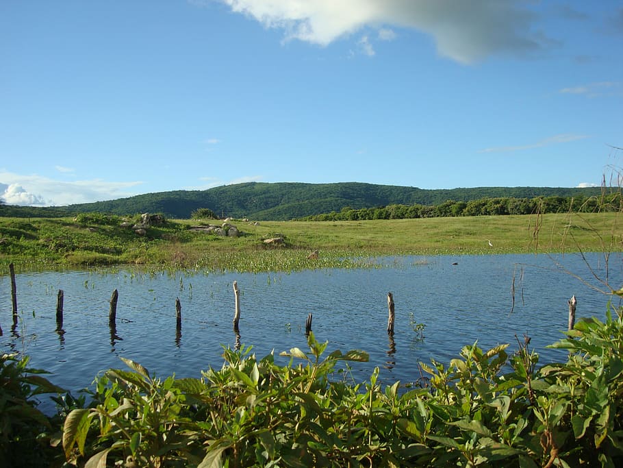 pond, rural, uiraúna-pb, water, sky, plant, beauty in nature, HD wallpaper
