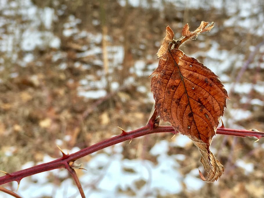 nature, leaf, fall, tree, flora, plant part, focus on foreground HD wallpaper