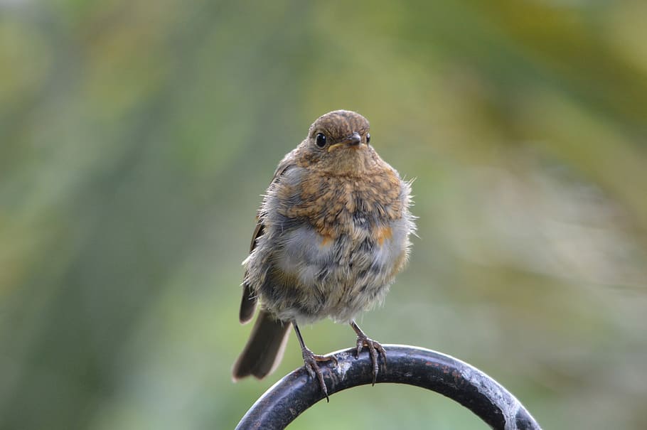 Red Robin, Bird, one animal, animal wildlife, animals in the wild HD wallpaper