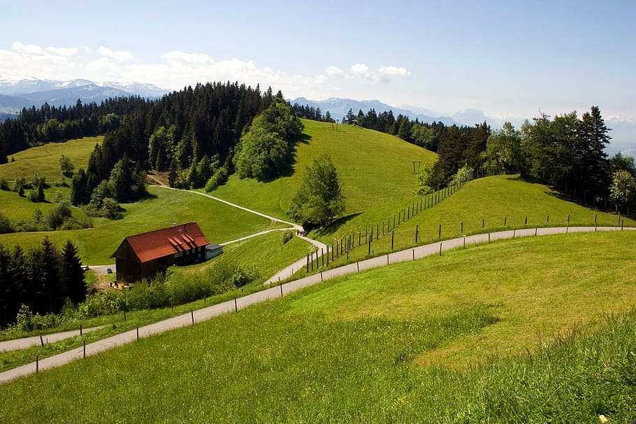 bregenz, vorarlberg, mountains, plant, tree, grass, landscape, HD wallpaper