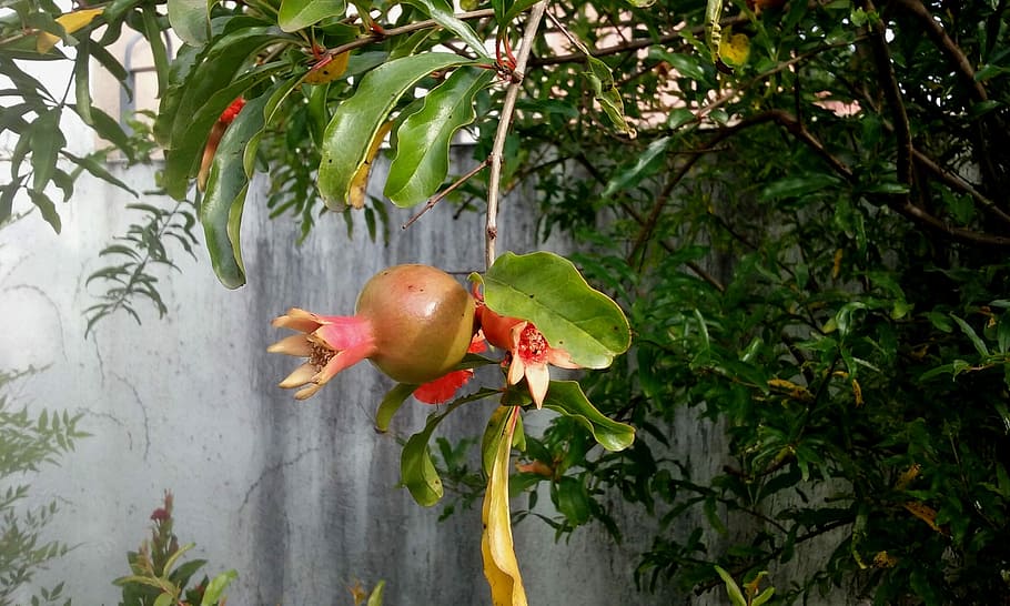 Pomegranate, Spring, Fruit, tree, growth, day, leaf, food and drink HD wallpaper