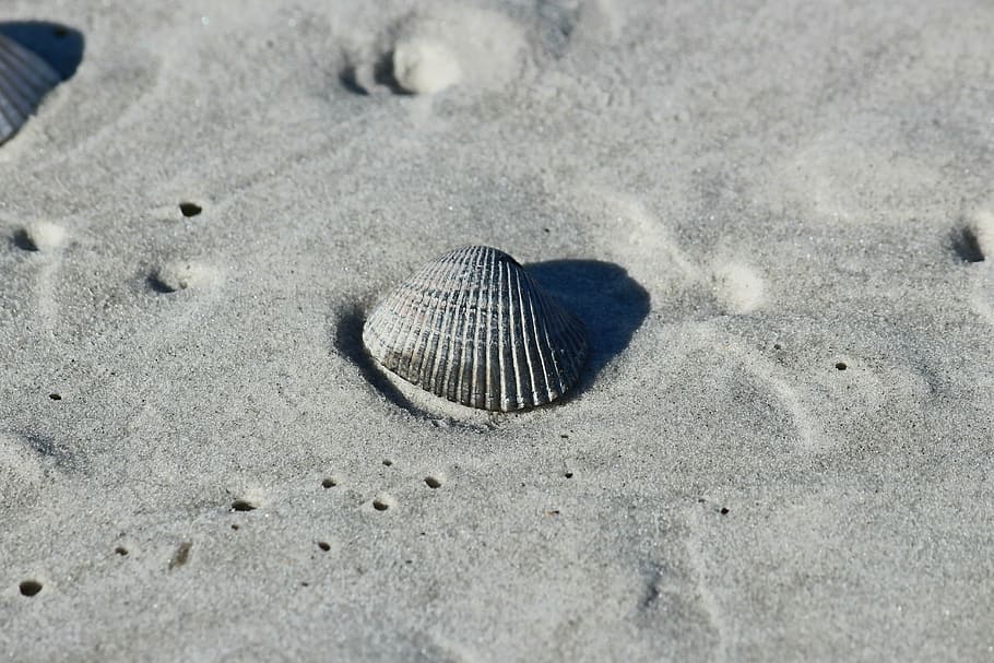 sand, shell, beach, seashell, coast, coastline, nature, summer, HD wallpaper