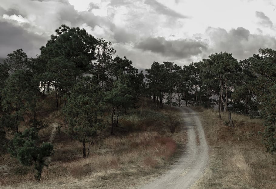 forest, path, person, nature, trees, clouds, cloudy, leaves HD wallpaper