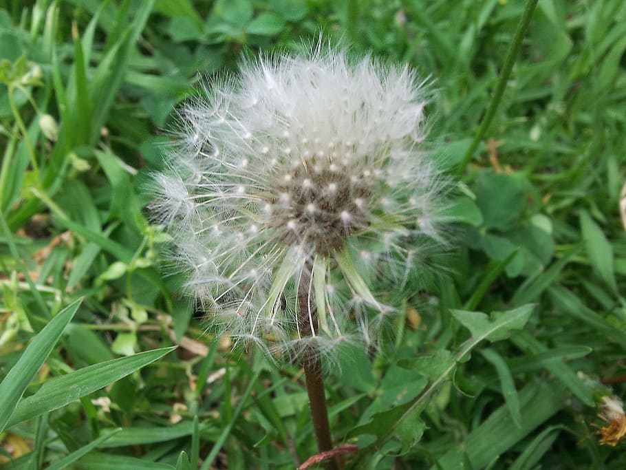 Dandelion, Grass, Nature, Summer, green, flower, plant, garden HD wallpaper