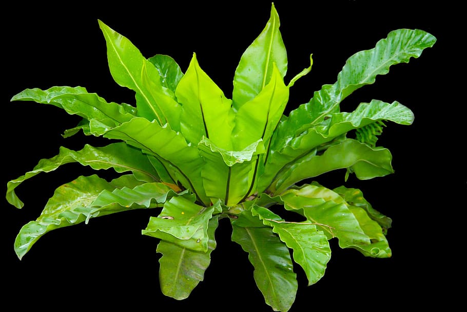green leaf plant, kadaka, leaves, fern, bird's nest fern, asplenium, HD wallpaper