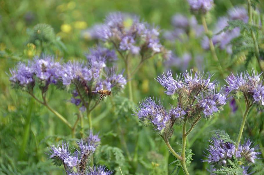 attack, flowers, meadow, summer, bee, blue, flowering plant HD wallpaper